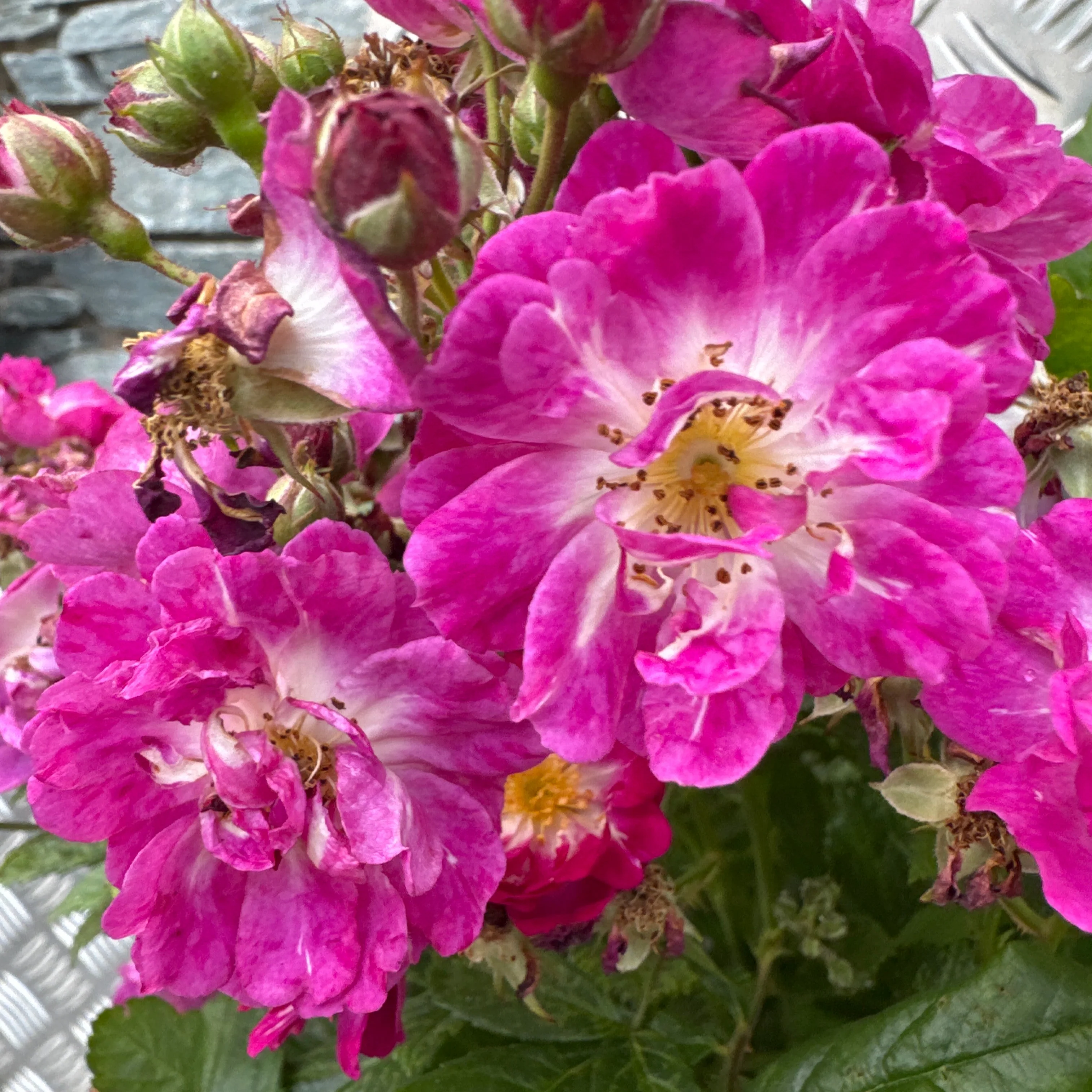 ROSA PERENNIAL BLUE