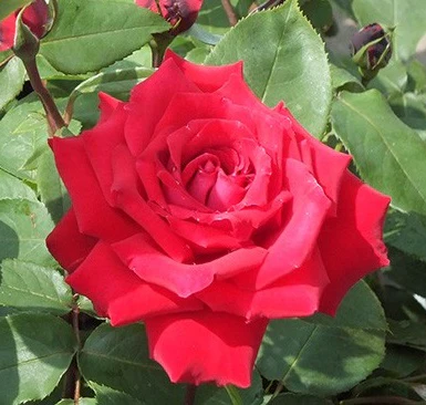 ROSA RUBY ROMANCE