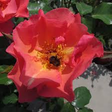 ROSA SUMMER WINE - Image 2