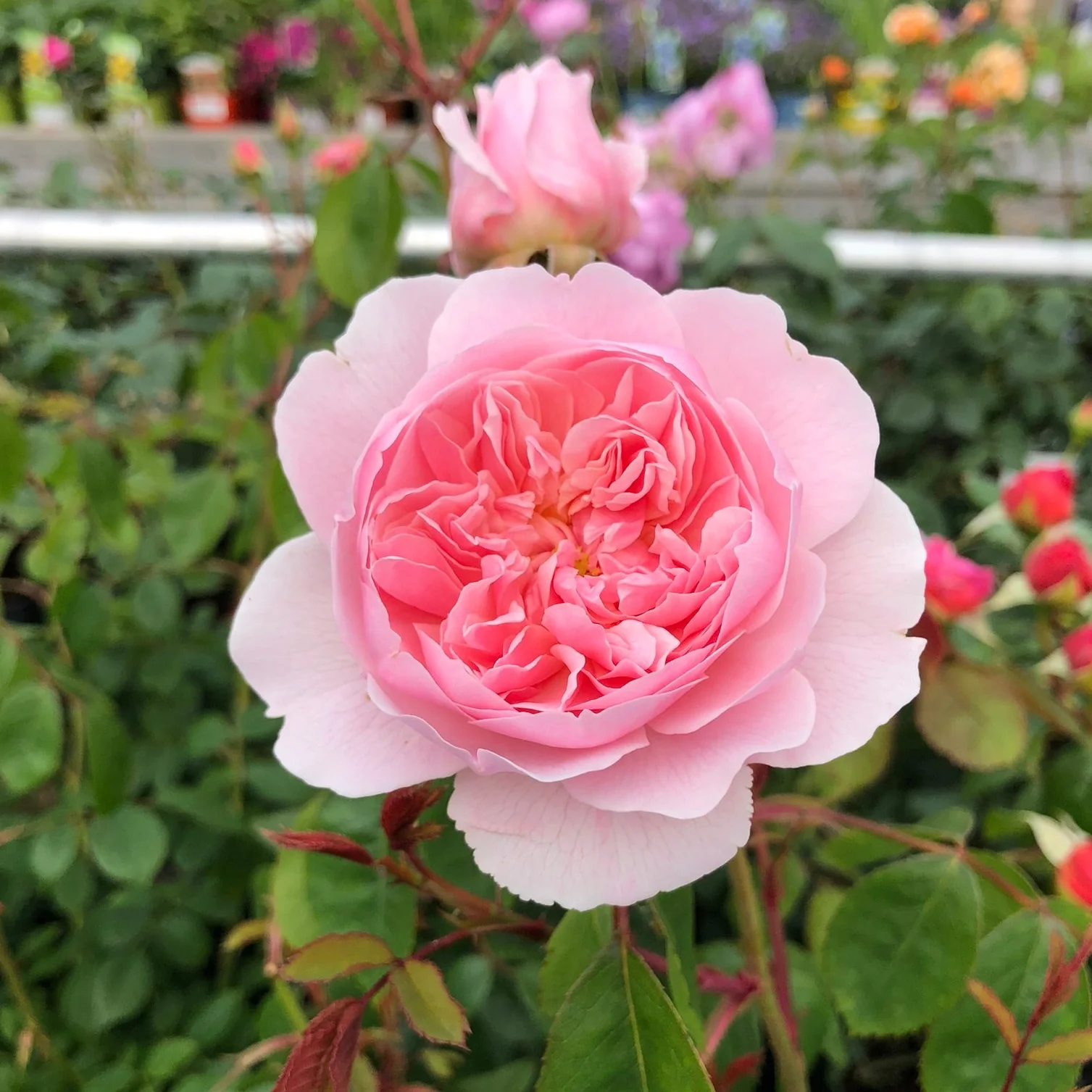 Rosa Wisley 2008 6lt pot