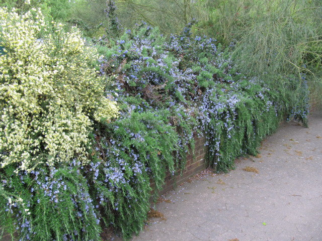 Rosmarinus officinalis Caprii 2 Ltr pot - Image 2