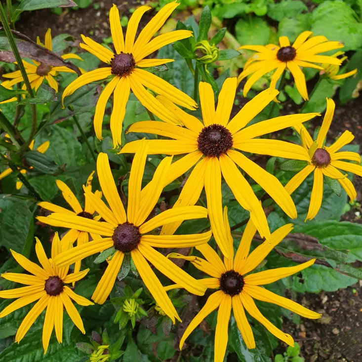 RUDBECKIA Goldsturm T