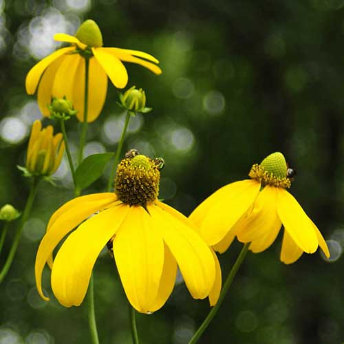 Rudbeckia 'Herbstsonne' - Image 4