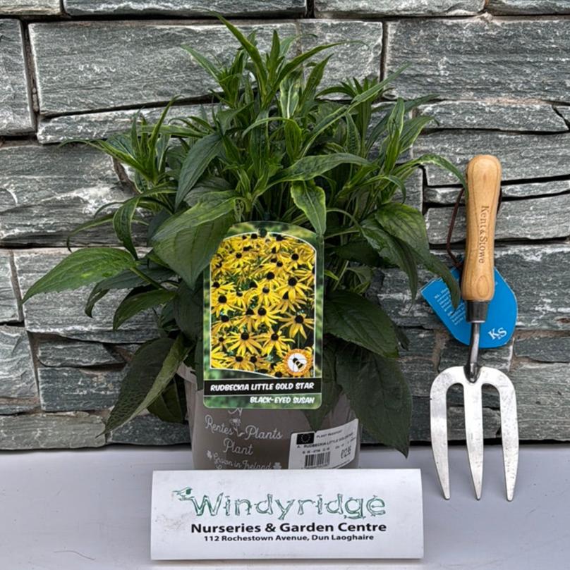 RUDBECKIA SULL. LITTLE GOLDSTAR - Image 2