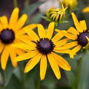 RUDBECKIA SULL. LITTLE GOLDSTAR - Image 5