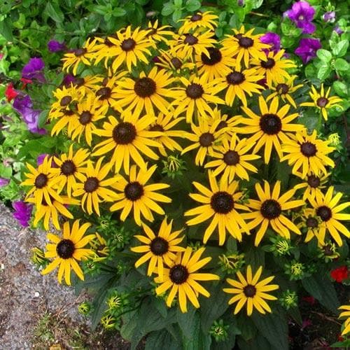RUDBECKIA SULL. LITTLE GOLDSTAR - Image 6