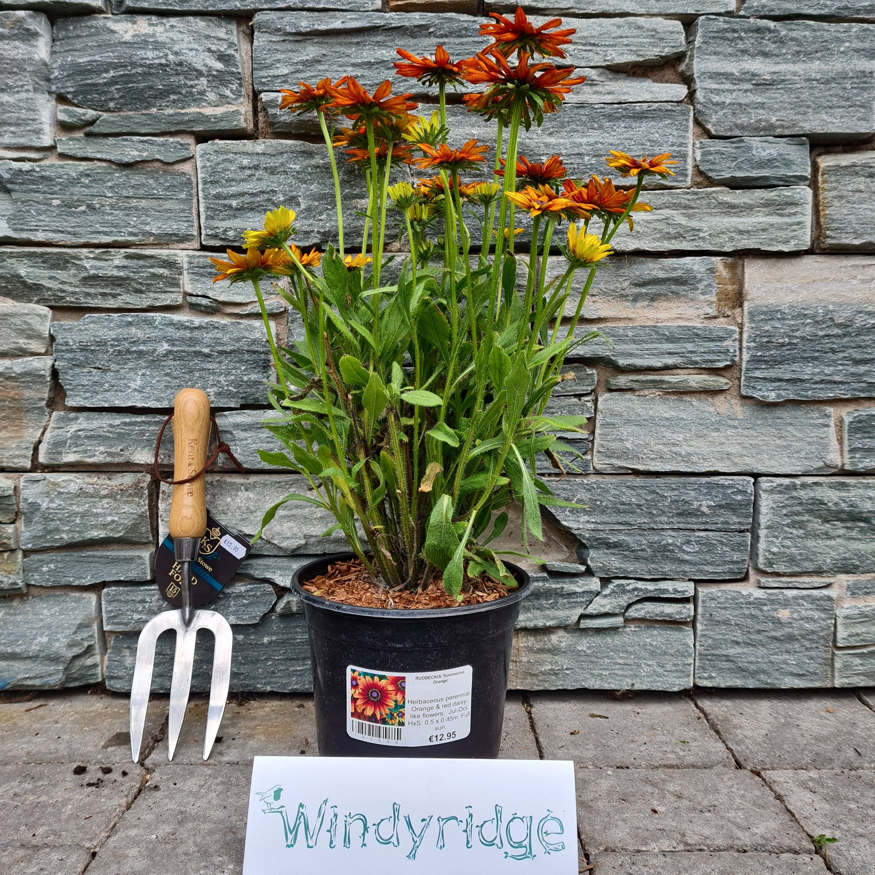 RUDBECKIA Summerina Orange - Image 2