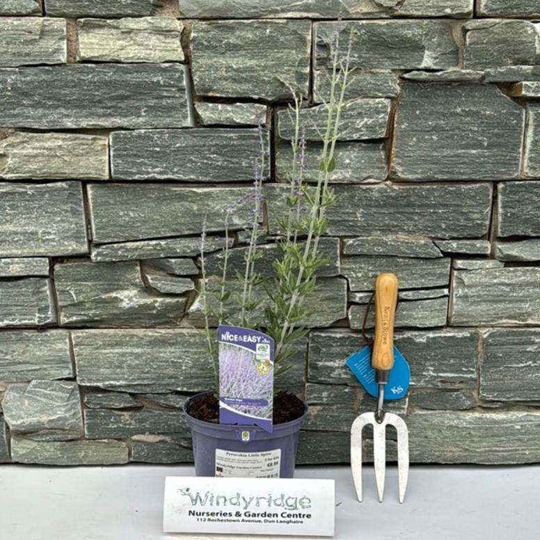 Russian Sage (Perovskia Little Spire) - Image 4