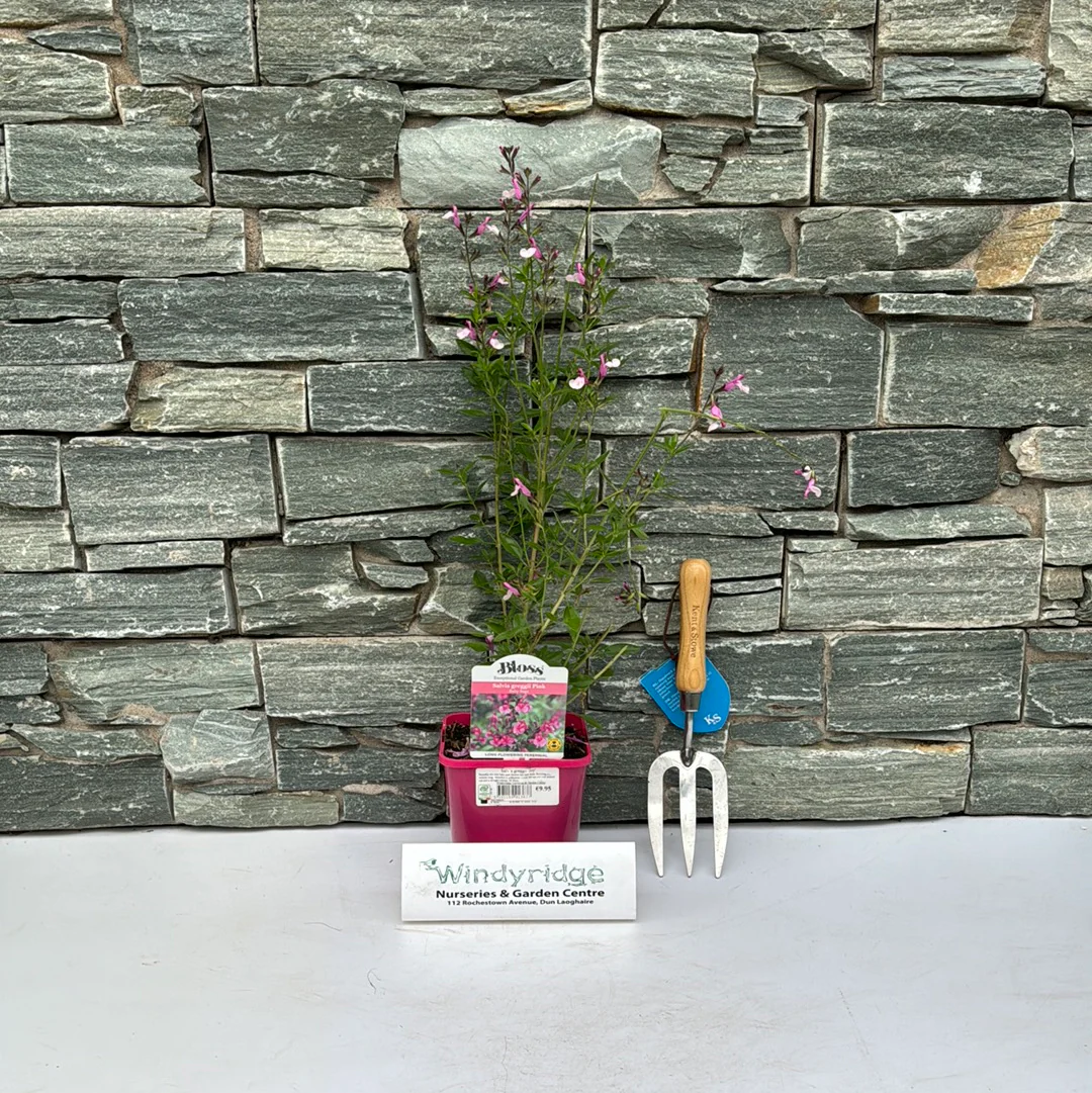 Sage Salvia Greggii Joy (2Ltr Pot) - Image 2