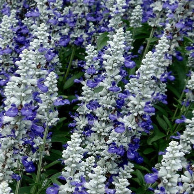 Salvia 1L Blue or White