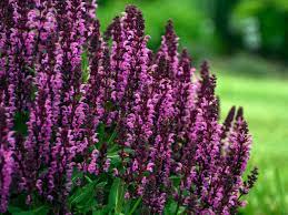 SALVIA BumbleBerry