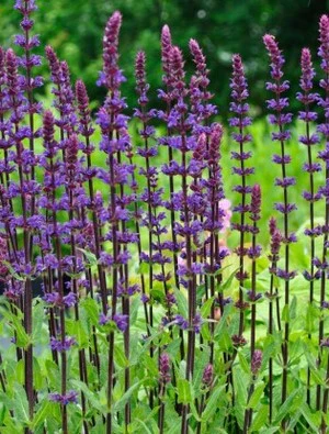 Salvia CARODONNA  COMPACTA