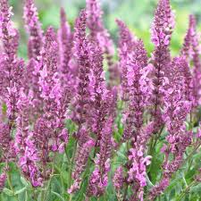 SALVIA Fashionista Pretty in Pink