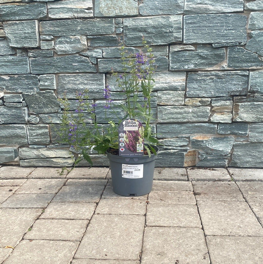 Salvia Feathers Peacock (3Ltr Pot) - Image 2