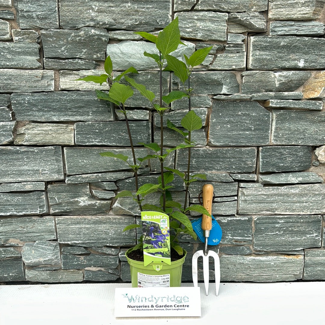 Salvia g. Carines Amazing Blue 2lt pot - Image 2