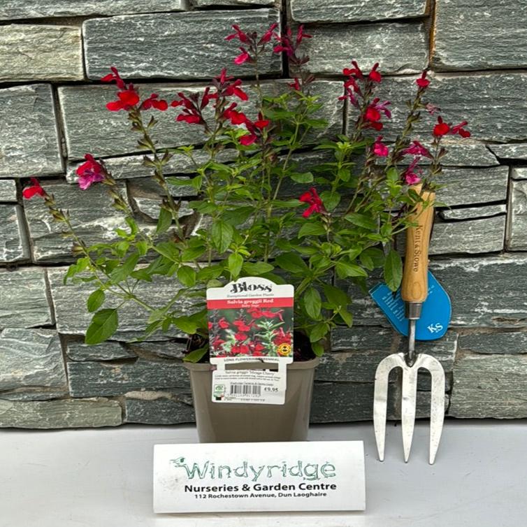 Salvia greggii Mirage Cherry 2L - Image 2