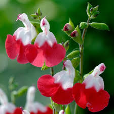 Salvia Hot lips - Image 4