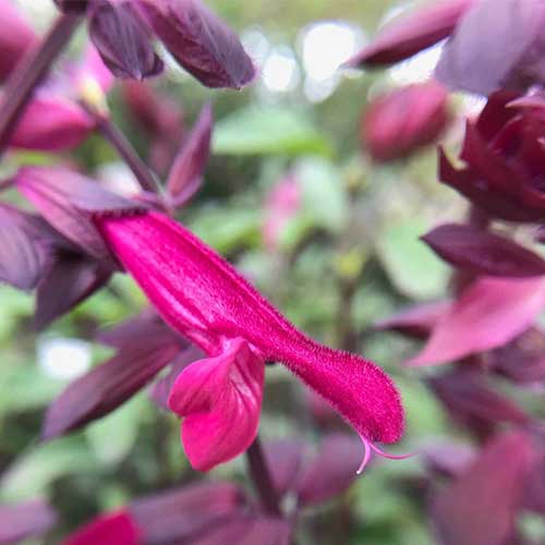 SALVIA Love & Wishes (P) - Image 3