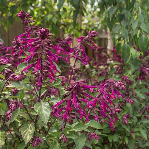 Salvia micr. 'Love and Wishes'