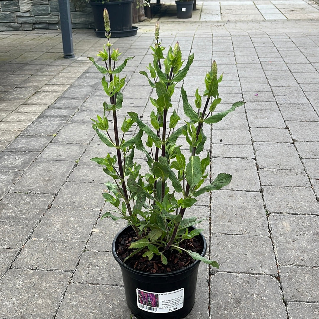 SALVIA nem. Taenzerin
