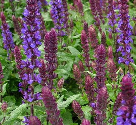 Salvia nemorosa Sensation Deep Blue