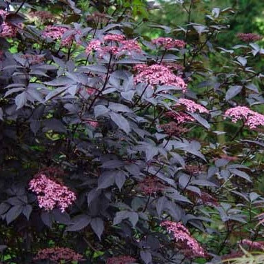 Sambucus Black Beauty