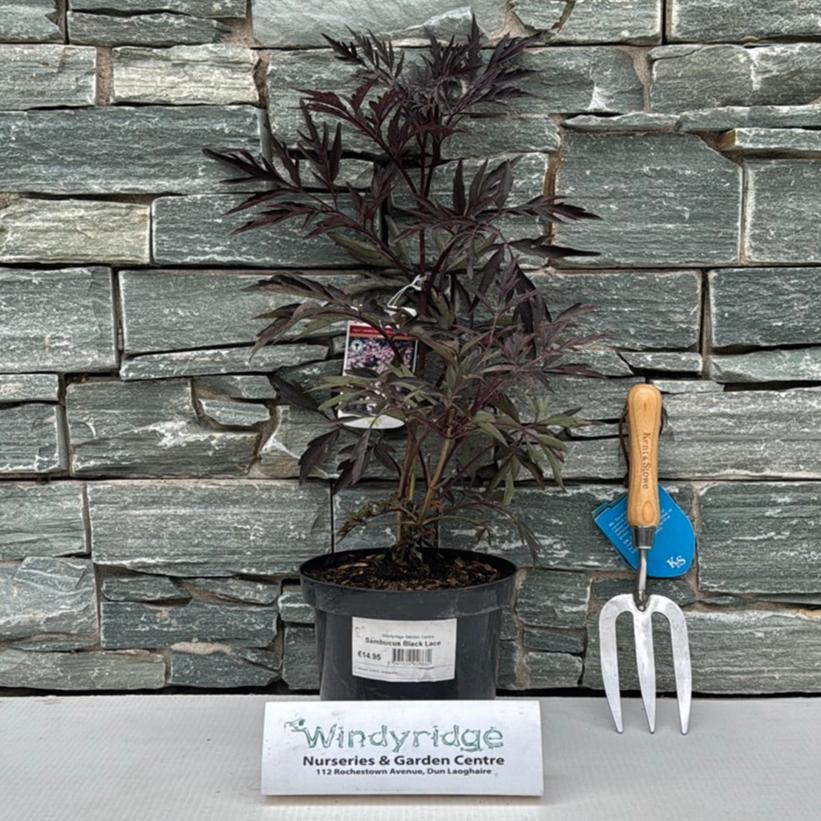 Sambucus Black Lace - Image 2