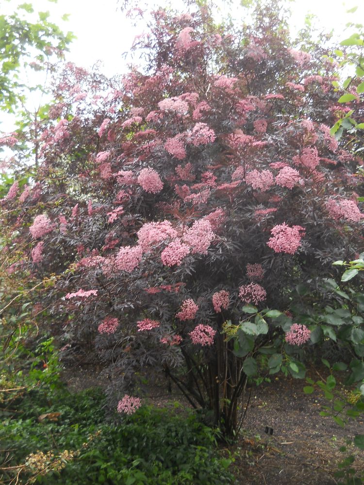 Sambucus nigra Black Lace