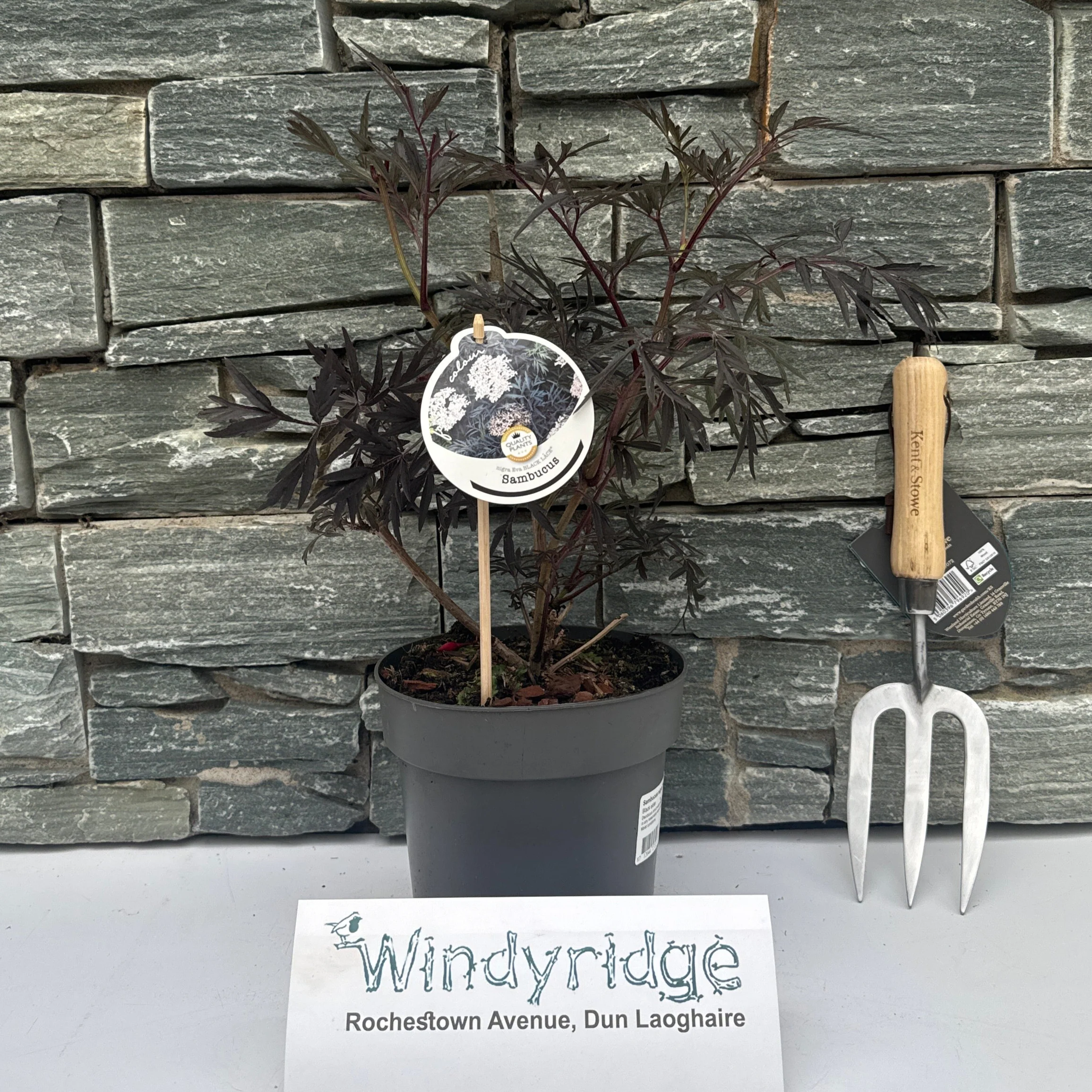 Sambucus nigra Black Lace 2 Ltr pot
