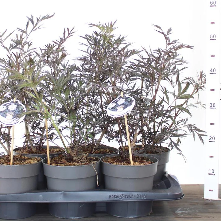 Sambucus nigra Black Lace 2 Ltr pot - Image 2