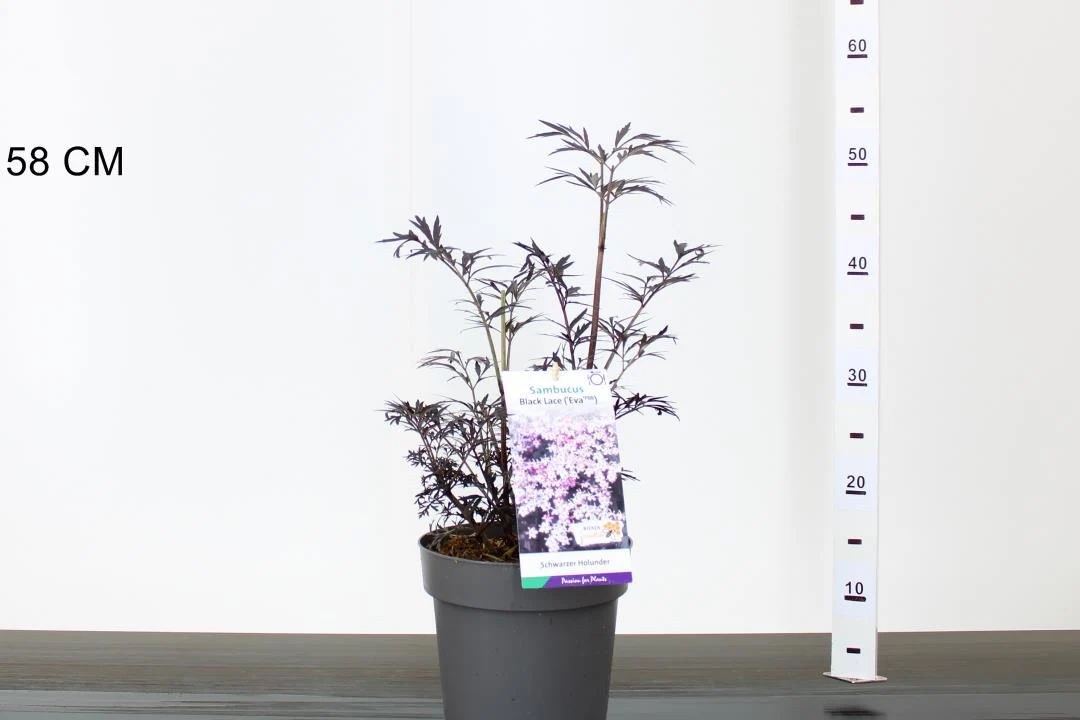 Sambucus nigra Black Lace - Image 3