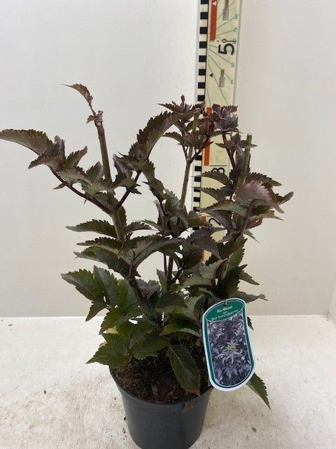 Sambucus nigra Black Tower 3 Ltr pot - Image 3