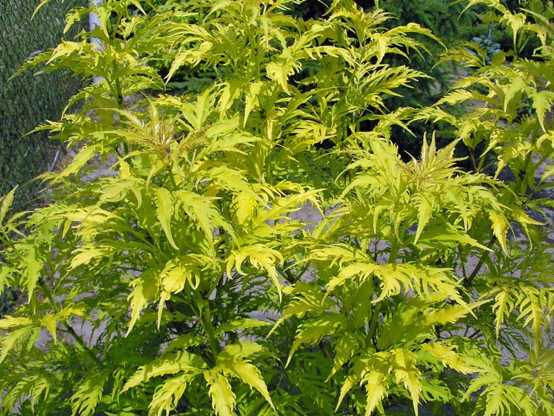 Sambucus Plumosa Aurea