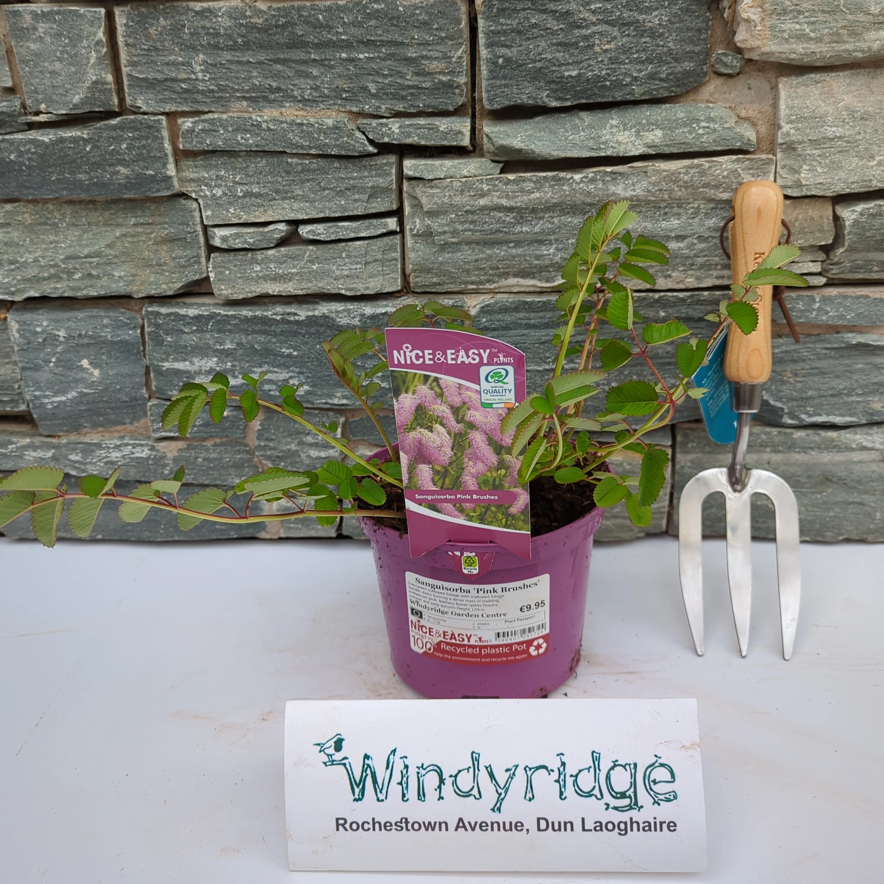 Sanguisorba 'Pink Brushes'
