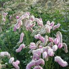Sanguisorba 'Pink Brushes' - Image 2