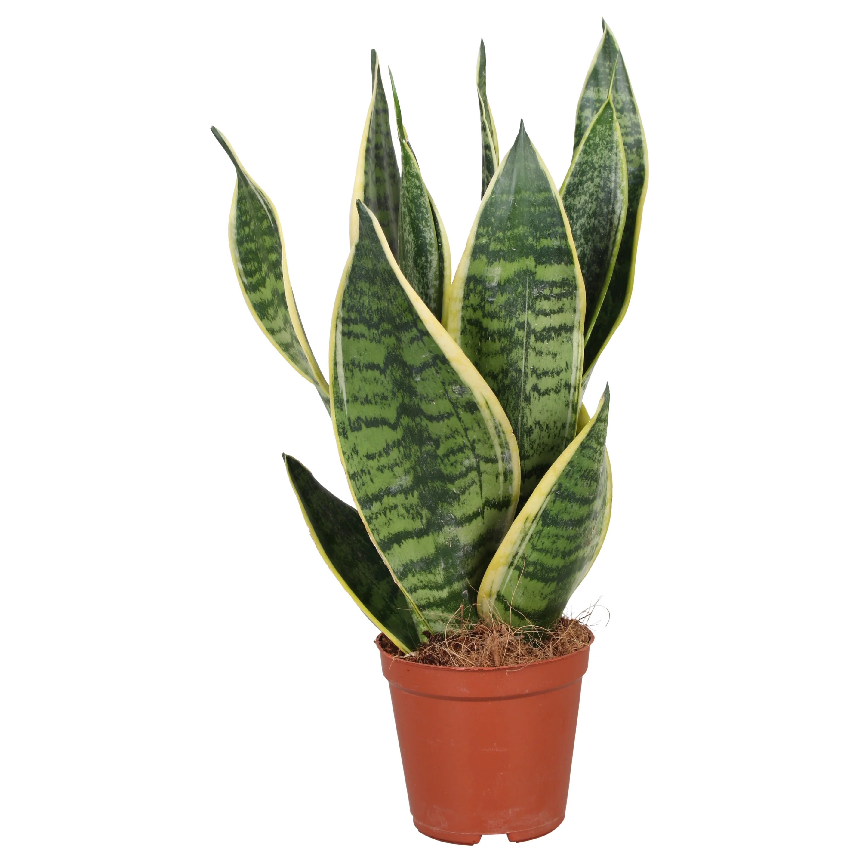 Sansevieria trif. 'Futura Superba' P14