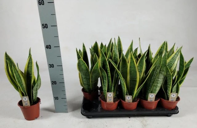 Sansevieria trif. Laurentii  P12