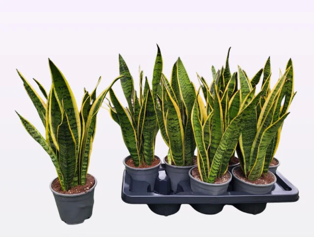 Sansevieria trif. Laurentii P14