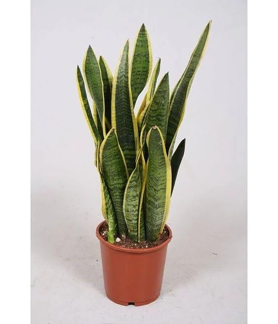 Sansevieria trif. Laurentii P19