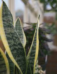 Sansevieria trif. Laurentii P19 - Image 2