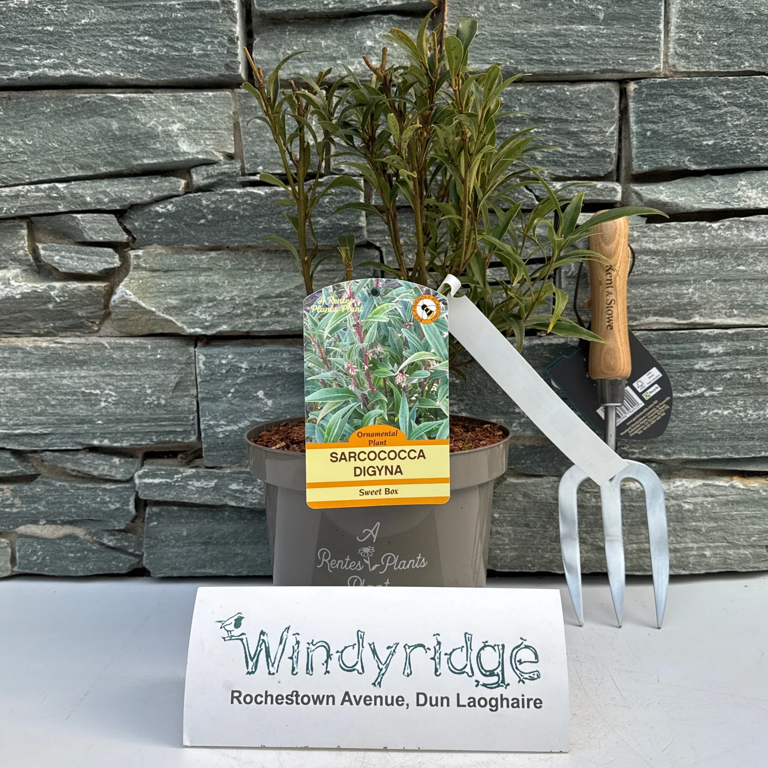 SARCOCOCCA HOOK. PURPLE STEM - Image 2
