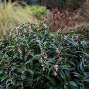 Sarcococca hook. Winter Gem 2 Ltr pot