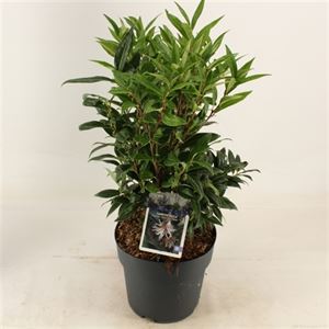 Sarcococca hook. Winter Gem 2 Ltr pot - Image 3