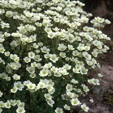 Saxifraga (A) Alpino White