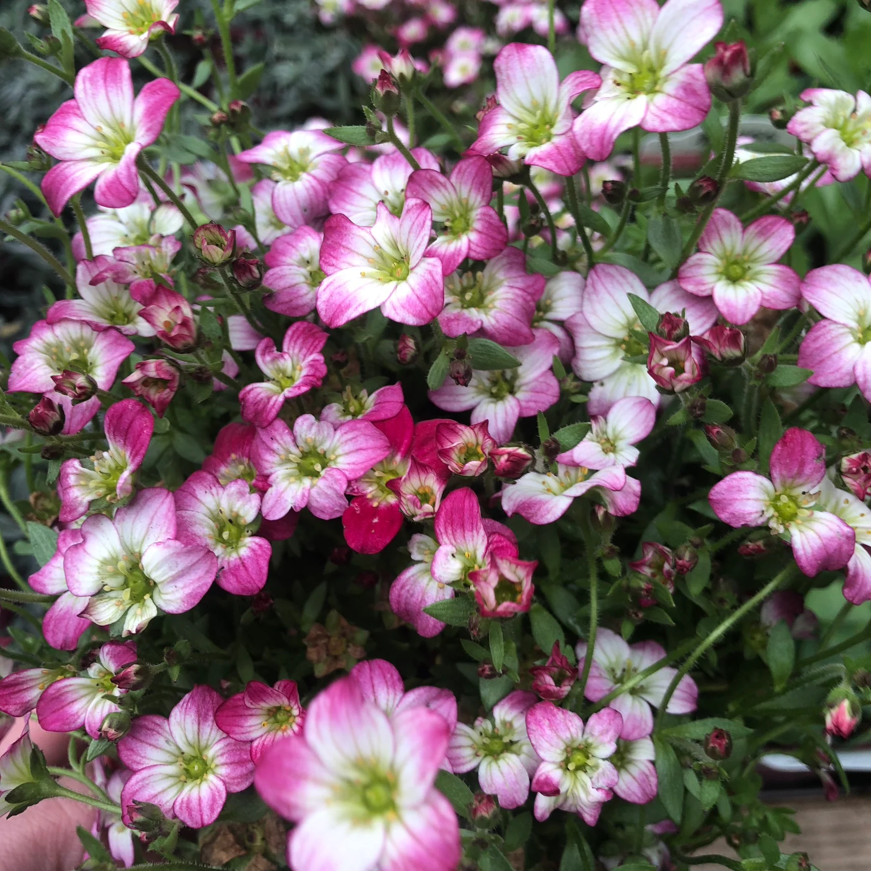 Saxifraga (A) Early Picotee  1.5 Ltr pot - Image 3