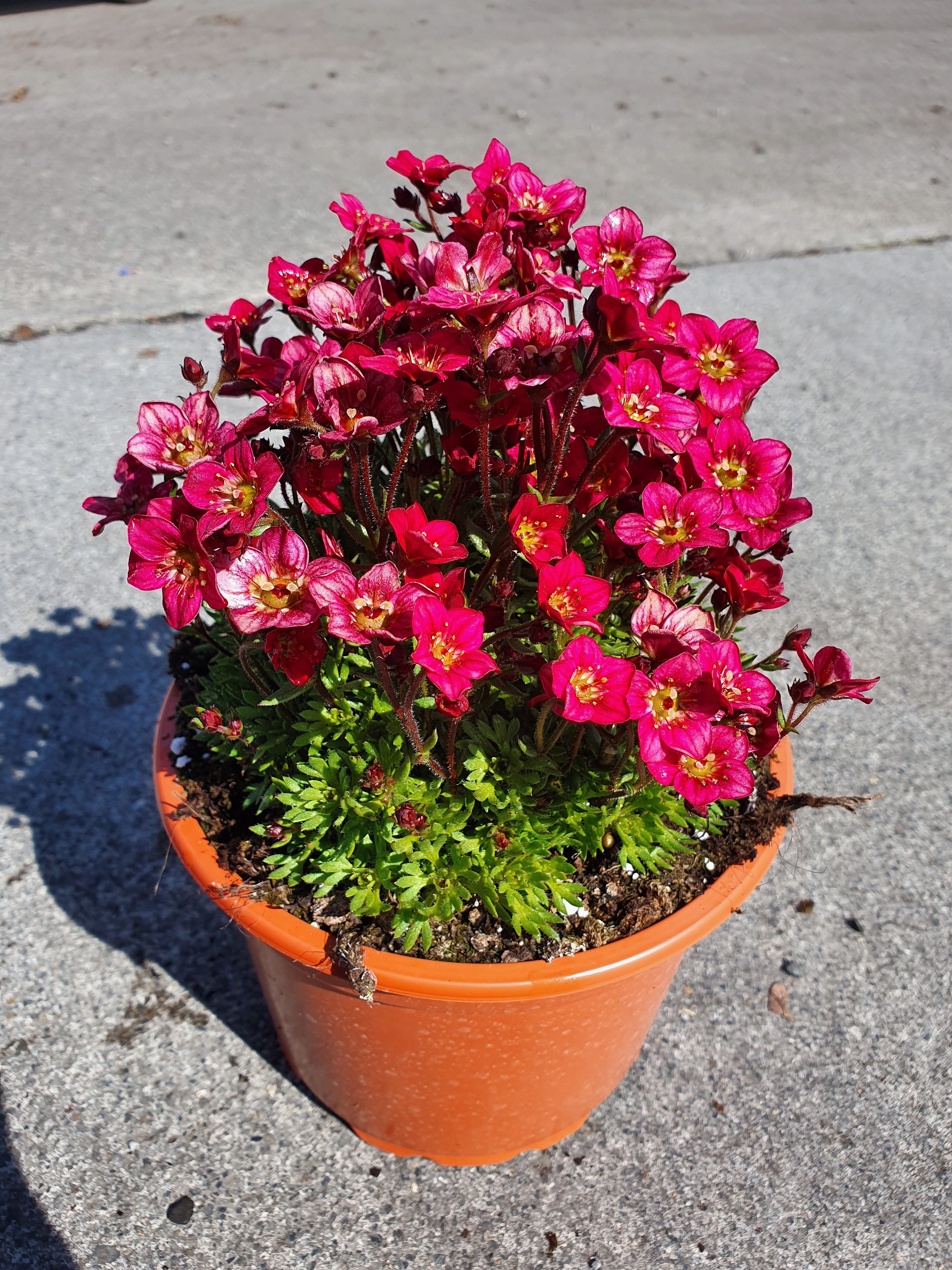 Saxifraga (A) Touran Red P13