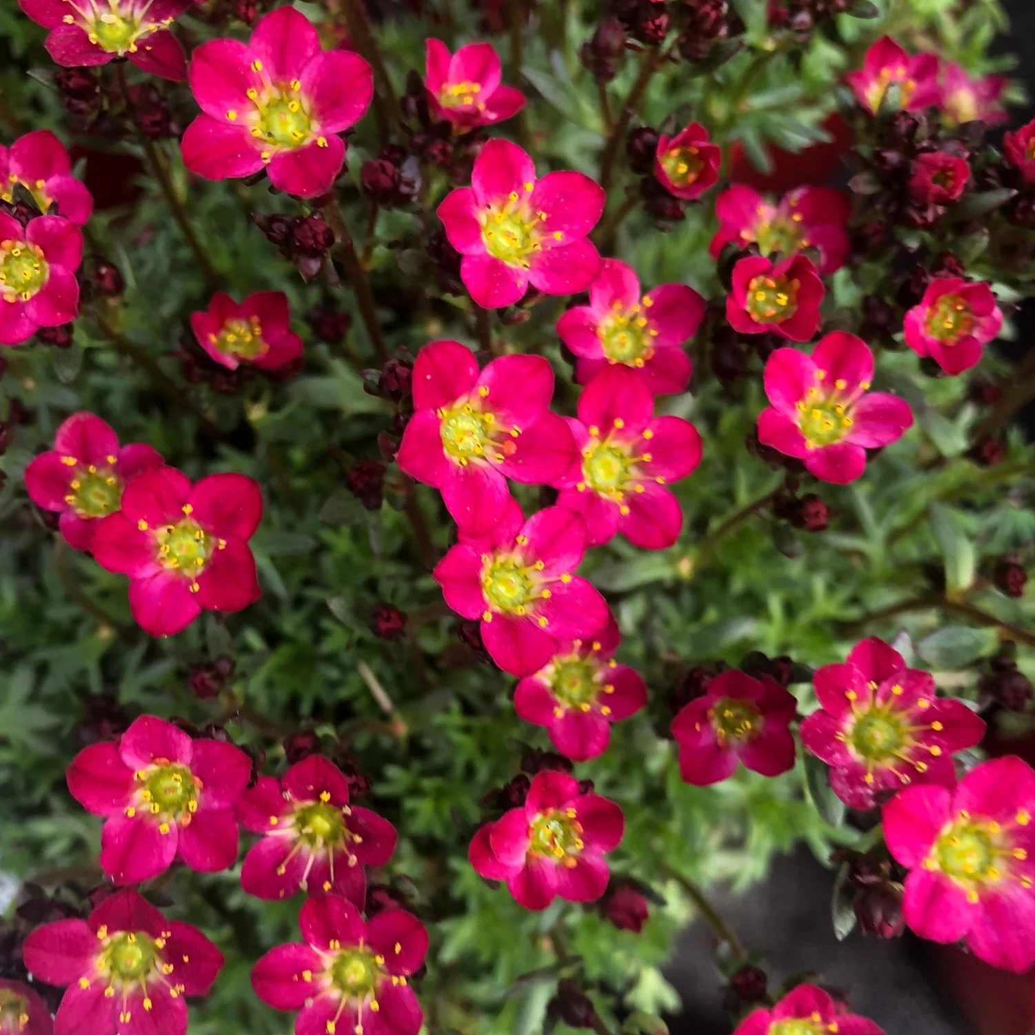 Saxifraga Alpino Red 1 Ltr
