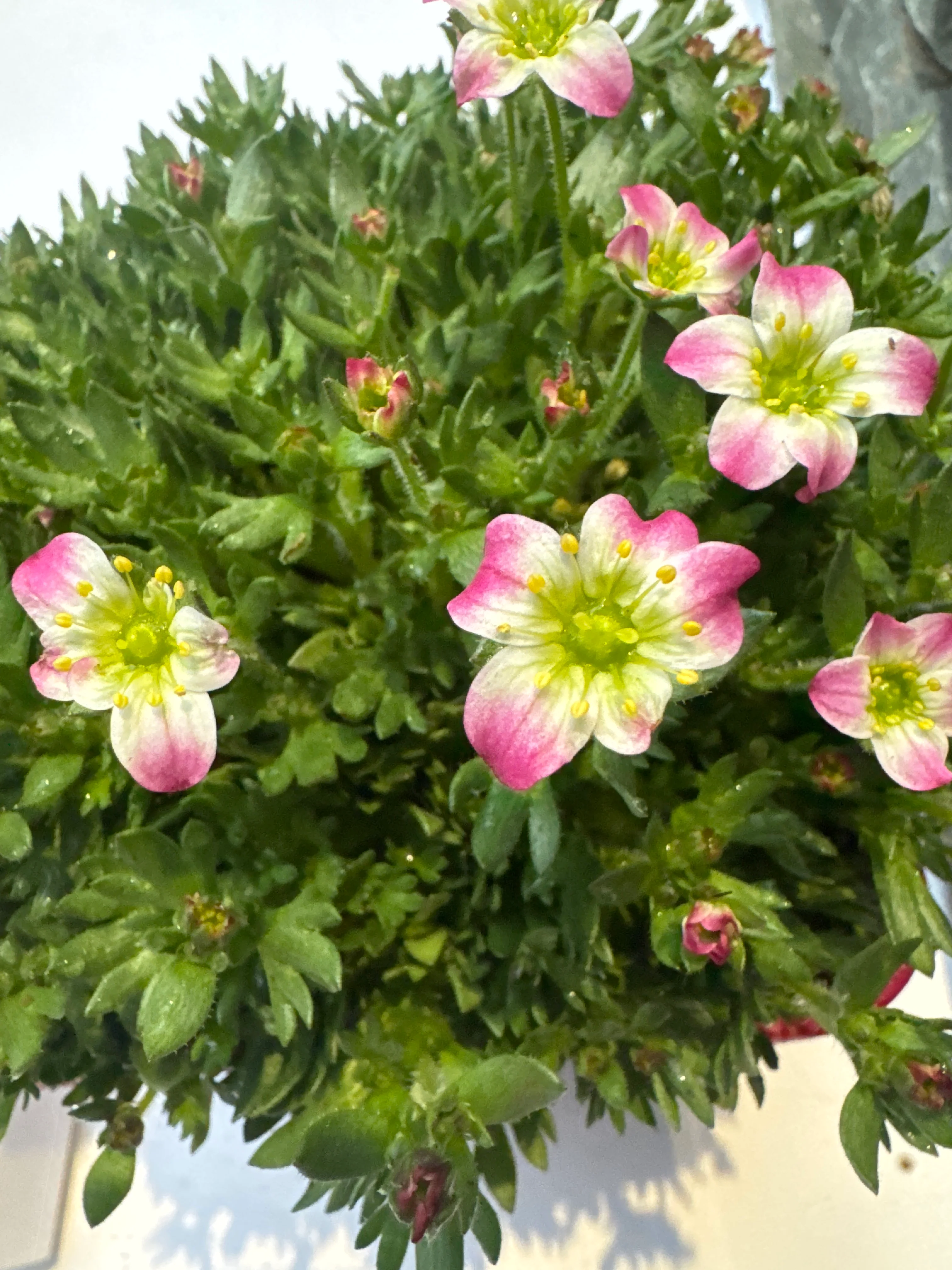Saxifraga Marto Picotee - Image 2