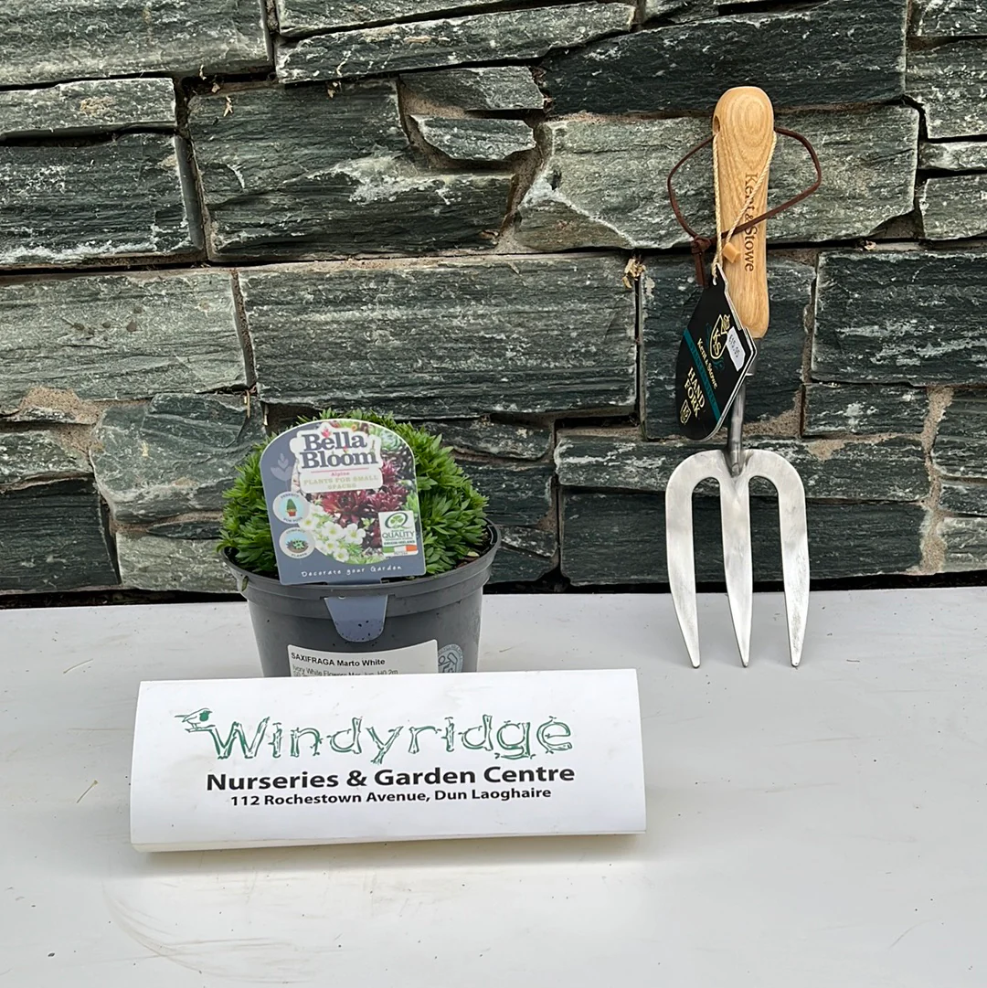SAXIFRAGA Marto White