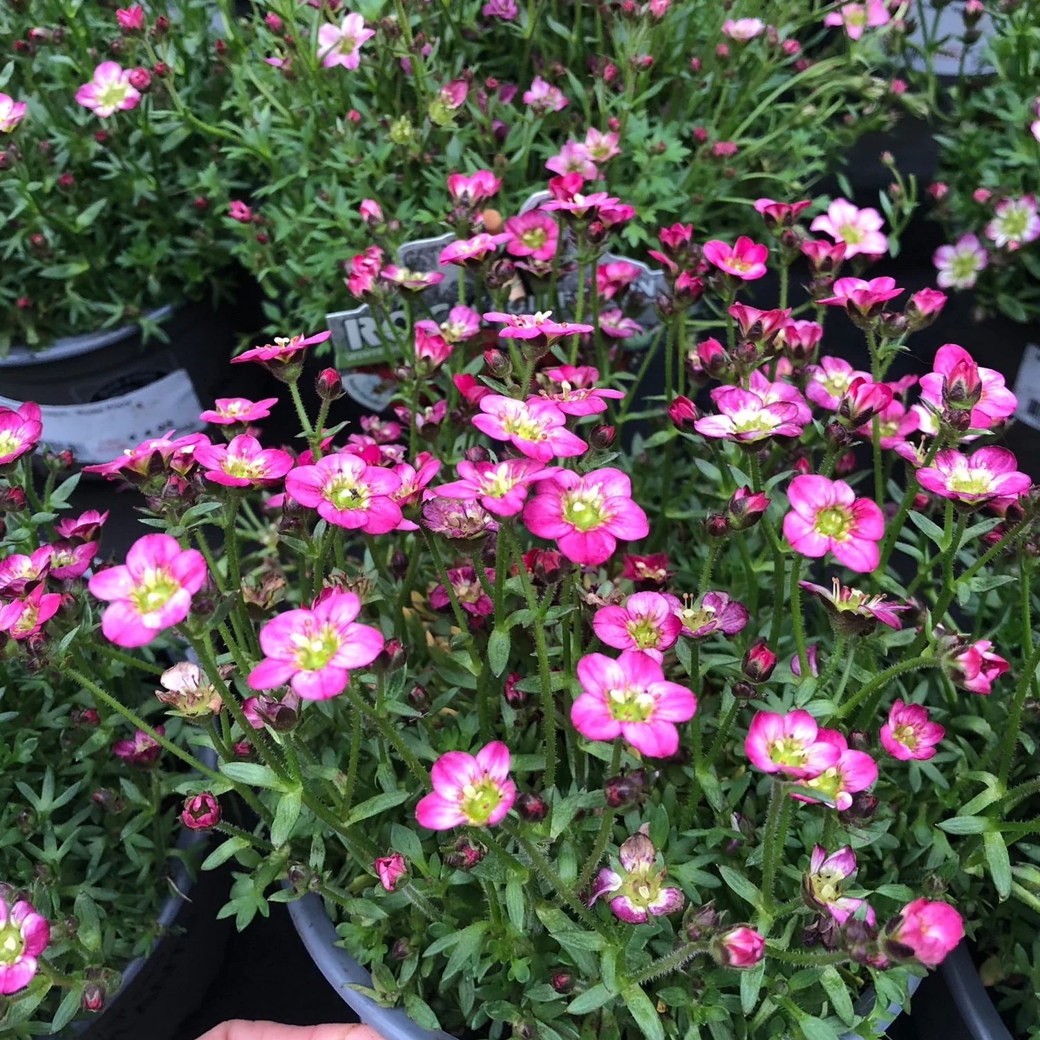 Saxifraga mosch. Rose Pixie / P14